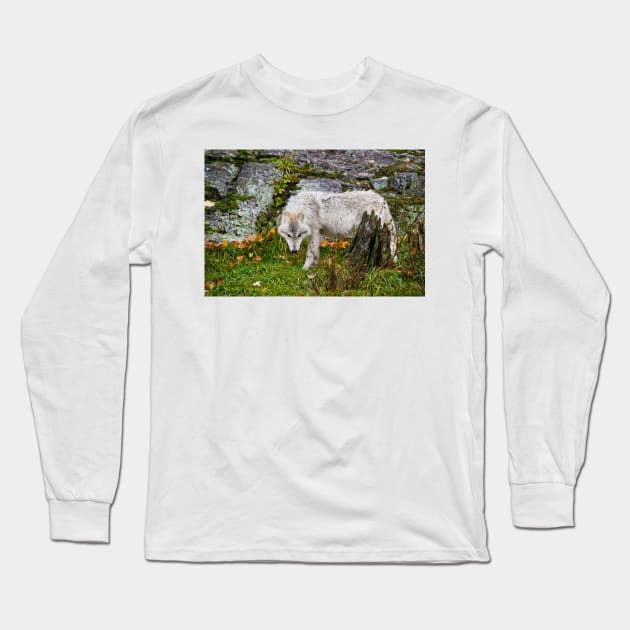 Arctic Wolf Long Sleeve T-Shirt by jaydee1400